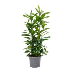Ficus Cyathistipula - African Fig -Plants Sale Store Ficus cyathistipula African Fig Large