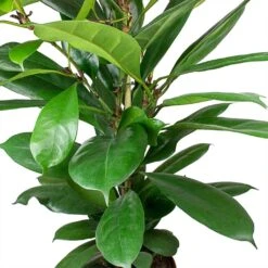 Ficus Cyathistipula - HydroCare -Plants Sale Store Ficus cyathistipula African Fig Leaves cc9a3945 1e27 467b 9980 91f36f4ed488