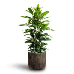 Ficus Cyathistipula - HydroCare -Plants Sale Store Ficus cyathistipula African Fig Luxe Lite Waterfall Cylinder Planter Bronze