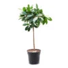 Ficus Cyathistipula - African Fig - Straight Stem -Plants Sale Store Ficus cyathistipula African Fig Straight Stem 30x150cm