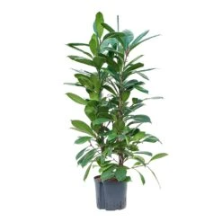 Ficus Cyathistipula - HydroCare -Plants Sale Store Ficus cyathistipula Hydroculture 22 19x120cm