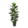Ficus Cyathistipula - HydroCare -Plants Sale Store Ficus cyathistipula Hydroculture Indoor Plant