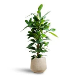 Raindrop Tube Round Planter - Stone -Plants Sale Store Ficus cyathistipula Hydroculture Raindrop Tube Round Planter Stone a133db33 85d8 4185 a455 6ec0ff426b96