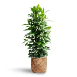 Ficus Cyathistipula - HydroCare -Plants Sale Store Ficus cyathistipula Hydroculture Zayn Bamboo Planter