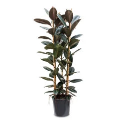 Ficus Elastica Abidjan - Burgundy Rubber Plant -Plants Sale Store Ficus elastica Abidjan 35x185cm