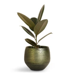 Noor Plant Pot - Velvet Green -Plants Sale Store Ficus elastica Abidjan Burgundy Rubber Plant 14x35cm Noor Plant Pot Velvet Green 19x16cm