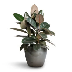 Ficus Elastica Abidjan - Burgundy Rubber Plant -Plants Sale Store Ficus elastica Abidjan Burgundy Rubber Plant 24x60cm Sven Plant Pot Smoke 33x28cm ba64c22b aeab 48fc 8a37 d7926ef4d96b