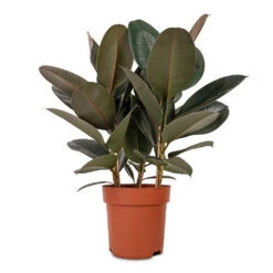 Ficus Elastica Abidjan - Burgundy Rubber Plant -Plants Sale Store Ficus elastica Abidjan Burgundy Rubber Plant 24x80cm