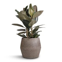 Ficus Elastica Abidjan - Burgundy Rubber Plant -Plants Sale Store Ficus elastica Abidjan Burgundy Rubber Plant 24x80cm Harley Cement Stone Plant Pot Granite Grey 37x34cm