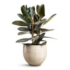 Mini Orb Kevan Plant Pot - Grey Washed -Plants Sale Store Ficus elastica Abidjan Burgundy Rubber Plant 24x80cm Mini Orb Kevan Plant Pot Grey Washed 32x28cm f19d0d41 3850 4b84 bc02 e79d541880aa