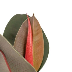 Ficus Elastica Abidjan - Burgundy Rubber Plant -Plants Sale Store Ficus elastica Abidjan Burgundy Rubber Plant DETAIL