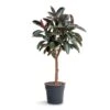 Ficus Elastica Abidjan - Burgundy Rubber Plant - Straight Stem -Plants Sale Store Ficus elastica Abidjan Burgundy Rubber Plant Straight Stem