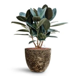Lava Couple Relic Planter - Black 24 Lava Couple Relic Planter - Black -Plants Sale Store Ficus elastica Abidjan HydroCare Lava Couple Relic Planter Black d1e501c3 7461 4a84 ac90 58f98aa0e312
