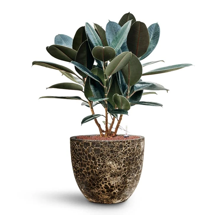 Lava Couple Relic Planter - Black 12 Lava Couple Relic Planter - Black - Image 10