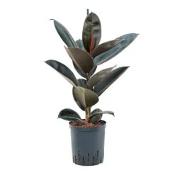 Ficus Elastica Abidjan - HydroCare -Plants Sale Store Ficus elastica Abidjan Hydroculture 18 19x95cm
