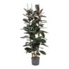 Ficus Elastica Abidjan - HydroCare -Plants Sale Store Ficus elastica Abidjan Hydroculture Indoor Plant