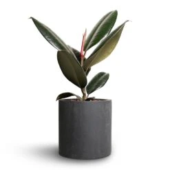 Puk Natural Planter - Matt Black 12 Puk Natural Planter - Matt Black -Plants Sale Store Ficus elastica Abidjan Rubber Plant 12x35cm Puk Natural Planter Matt Black 15x15cm
