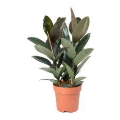 Ficus Elastica Abidjan - Burgundy Rubber Plant -Plants Sale Store Ficus elastica Abidjan Rubber Plant
