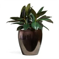 Ficus Elastica Abidjan - Burgundy Rubber Plant -Plants Sale Store Ficus elastica Abidjan Rubber Plant 24x60cm Amora Plant Pot Black Gold 32x32cm 096b7662 634b 47ca 9c01 22f0fde1e712