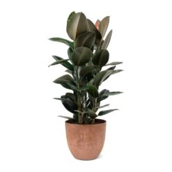 Ficus Elastica Abidjan - Burgundy Rubber Plant -Plants Sale Store Ficus elastica Abidjan Rubber Plant Bola Artstone Plant Pot Oak