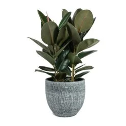 Ficus Elastica Abidjan - Burgundy Rubber Plant -Plants Sale Store Ficus elastica Abidjan Rubber Plant Karlijn Plant Pot Anthracite 5473e867 458c 4508 b4e0 e6c7c4d936ac