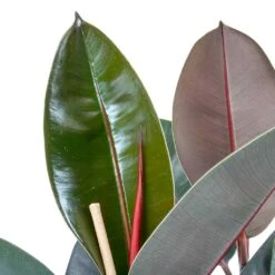 Ficus Elastica Abidjan - HydroCare -Plants Sale Store Ficus elastica Abidjan Rubber Plant Leaves 0a9b4913 6ce8 4055 baa8 19c6181f930f