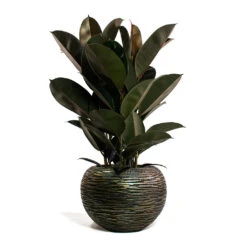 Luxe Lite Wrinkle Globe Planter - Bronze -Plants Sale Store Ficus elastica Abidjan Rubber Plant Luxe Lite Wrinkle Globe Planter Bronze