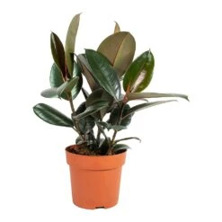 Ficus Elastica Abidjan - Burgundy Rubber Plant -Plants Sale Store Ficus elastica Abidjan Rubber Plant Medium