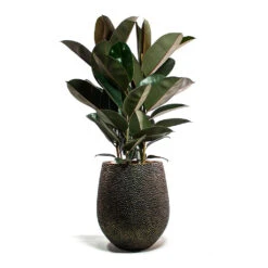 Opus Hit Darcy Planter - Gold 36 Opus Hit Darcy Planter - Gold -Plants Sale Store Ficus elastica Abidjan Rubber Plant Opus Hit Darcy Planter Gold