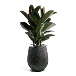 Opus Hit Darcy Planter - Silver -Plants Sale Store Ficus elastica Abidjan Rubber Plant Opus Hit Darcy Planter Silver