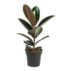 Ficus Elastica Abidjan - Burgundy Rubber Plant -Plants Sale Store Ficus elastica Abidjan Rubber Plant Small