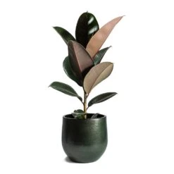 Ficus Elastica Abidjan - Burgundy Rubber Plant -Plants Sale Store Ficus elastica Abidjan Rubber Plant Zembla Plant Pot c67bf52f 51a2 4e75 9feb ae8f8f8ec552