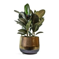 Ficus Elastica Abidjan - Burgundy Rubber Plant -Plants Sale Store Ficus elastica Abidjan Rubber Plant jenna metal plant pot d6131747 ac3c 4a08 b667 5b79f8ad5f01