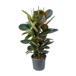 Ficus Elastica Abidjan - Burgundy Rubber Plant -Plants Sale Store Ficus elastica Abidjan Rubber Plant 89c4167c eb3c 496f 9722 2997d69419b1