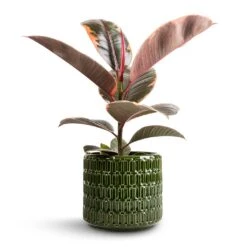 Ficus Elastica Belize - Pink Rubber Plant 24 Ficus Elastica Belize - Pink Rubber Plant -Plants Sale Store Ficus elastica Belize Pink Rubber Plant 12x40cm Flor Plant Pot Green 14x12cm