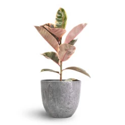 Ficus Elastica Belize - Pink Rubber Plant 27 Ficus Elastica Belize - Pink Rubber Plant -Plants Sale Store Ficus elastica Belize Pink Rubber Plant 17x60cm Bola Artstone Plant Pot Grey 23x20cm 23e85bd4 ab1c 40c0 a6c2 ba3f79e8e97e