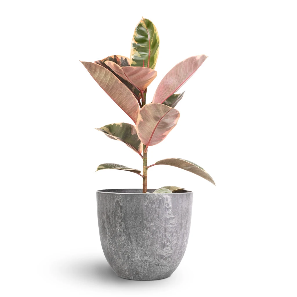 Ficus Elastica Belize - Pink Rubber Plant 9 Ficus Elastica Belize - Pink Rubber Plant - Image 7