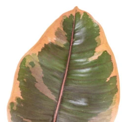 Ficus Elastica Belize - Pink Rubber Plant 33 Ficus Elastica Belize - Pink Rubber Plant -Plants Sale Store Ficus elastica Belize Pink Rubber Plant DETAIL 2