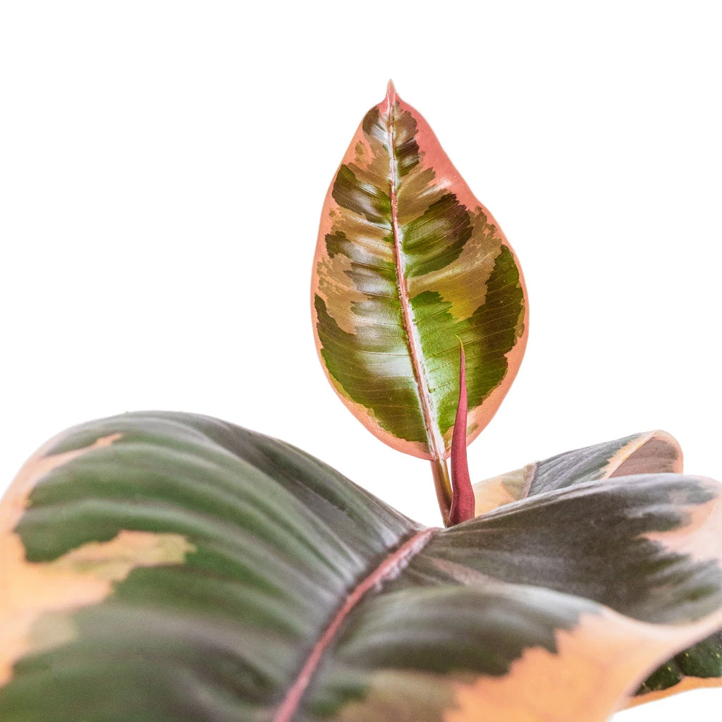 Ficus Elastica Belize - Pink Rubber Plant 4 Ficus Elastica Belize - Pink Rubber Plant - Image 2