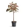 Ficus Elastica Belize - Pink Rubber Plant - Straight Stem -Plants Sale Store Ficus elastica Belize Pink Rubber Plant Straight Stem