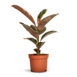 Ficus Elastica Belize - Pink Rubber Plant 23 Ficus Elastica Belize - Pink Rubber Plant -Plants Sale Store Ficus elastica Belize Rubber Plant 12x30cm