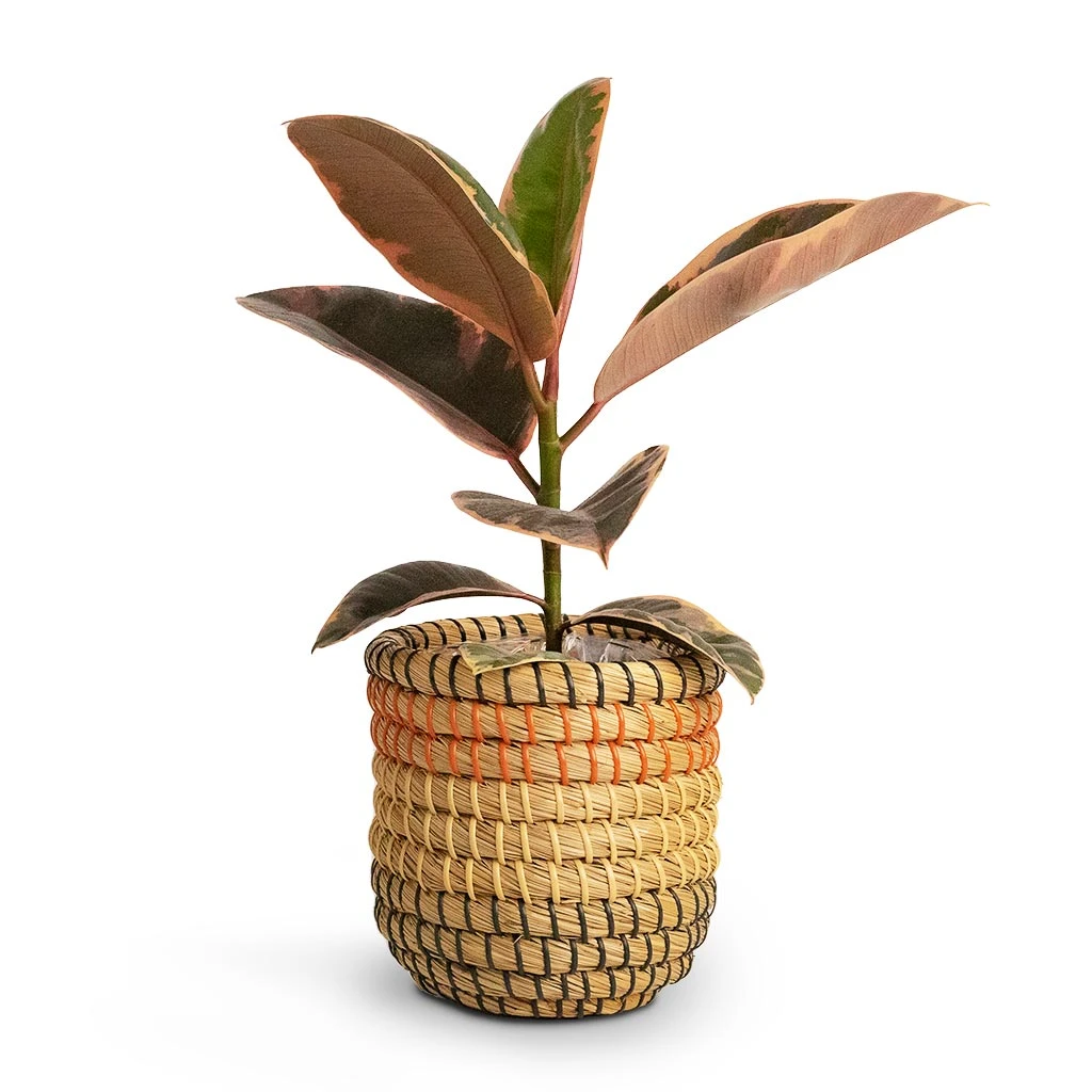 Ficus Elastica Belize - Pink Rubber Plant 19 Ficus Elastica Belize - Pink Rubber Plant - Image 17