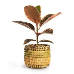 Ficus Elastica Belize - Pink Rubber Plant 36 Ficus Elastica Belize - Pink Rubber Plant -Plants Sale Store Ficus elastica Belize Rubber Plant 12x30cm Jane Plant Baskets Set5 Jungle f0822338 621c 45b8 81de 355c98e6b3a8