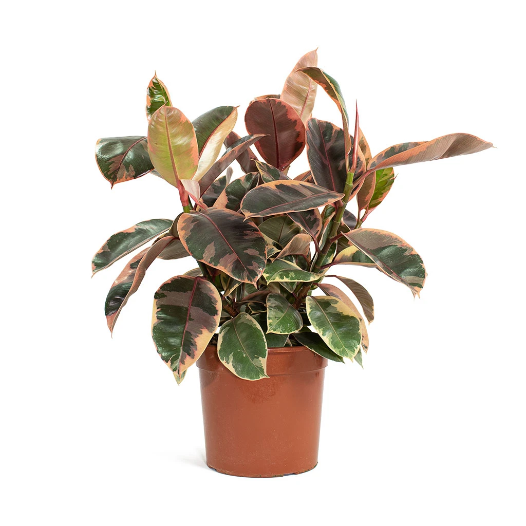 Ficus Elastica Belize - Pink Rubber Plant 12 Ficus Elastica Belize - Pink Rubber Plant - Image 10