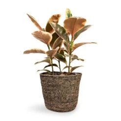 Ficus Elastica Belize - Pink Rubber Plant 34 Ficus Elastica Belize - Pink Rubber Plant -Plants Sale Store Ficus elastica Belize Rubber Plant 21x55cm Selin Plant Basket Black Weave 26x23cm 9748d3e9 bd39 4871 a1bb 71f69b1a67d0