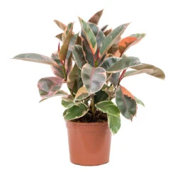 Ficus Elastica Belize - Pink Rubber Plant 32 Ficus Elastica Belize - Pink Rubber Plant -Plants Sale Store Ficus elastica Belize Rubber Plant