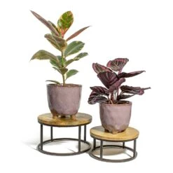 Ficus Elastica Belize - Pink Rubber Plant 35 Ficus Elastica Belize - Pink Rubber Plant -Plants Sale Store Ficus elastica Belize Rubber Plant Calathea roseopicta Dottie Rose Painted Calathea kaat pink plant pot lois stand 12cf23c6 d2a0 468c ae66 20789f045e73
