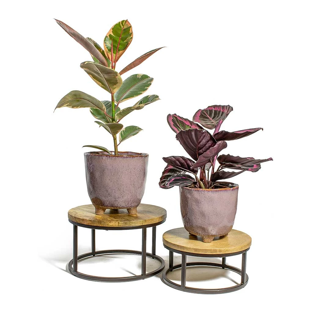 Ficus Elastica Belize - Pink Rubber Plant 17 Ficus Elastica Belize - Pink Rubber Plant - Image 15