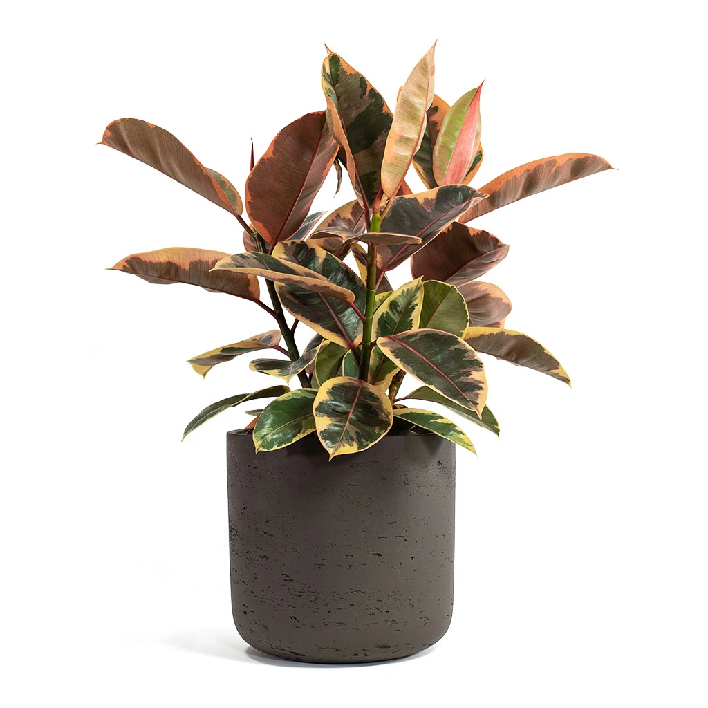 Ficus Elastica Belize - Pink Rubber Plant 20 Ficus Elastica Belize - Pink Rubber Plant - Image 18