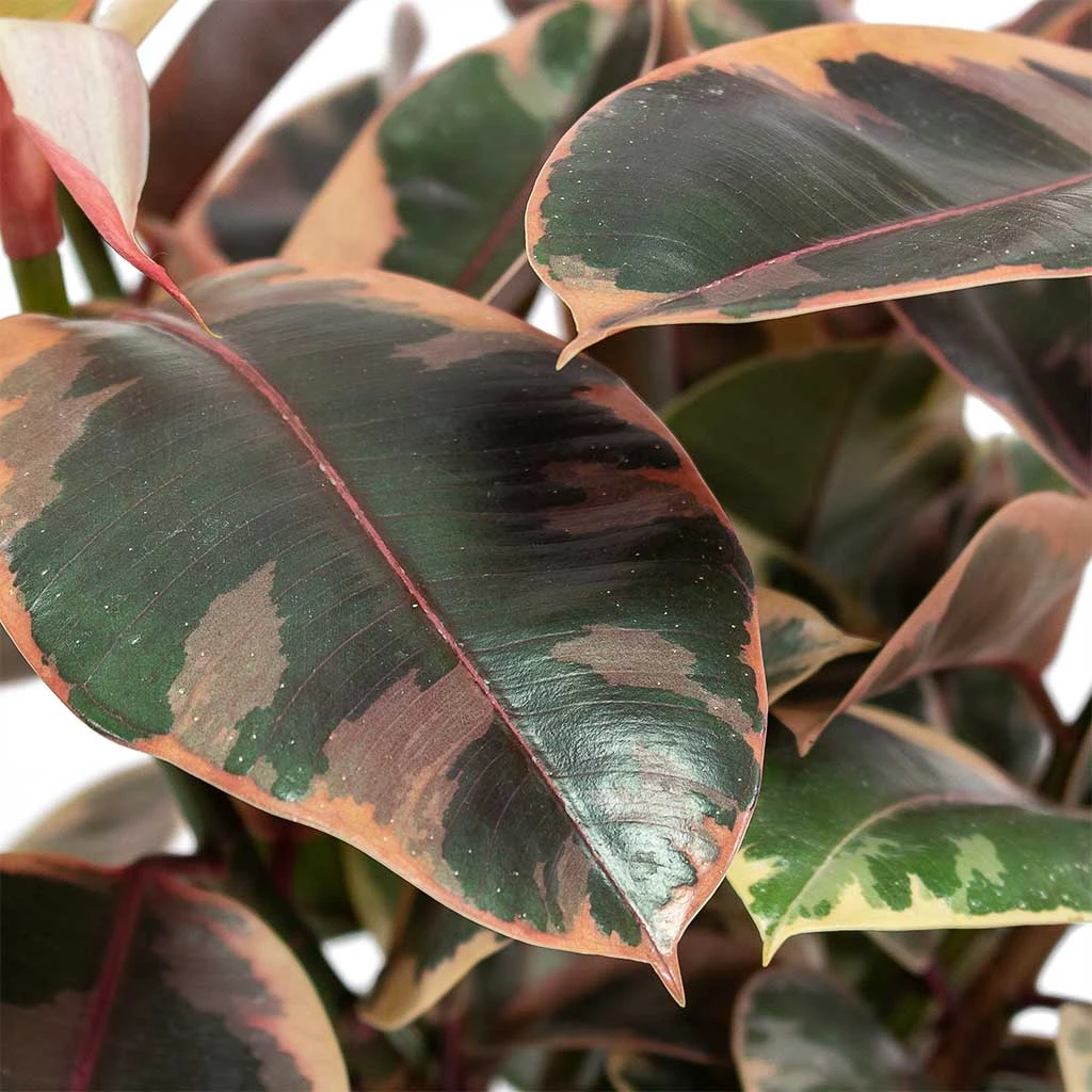 Ficus Elastica Belize - Pink Rubber Plant 11 Ficus Elastica Belize - Pink Rubber Plant - Image 9